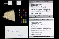 Foto (Objekt + Etikett) von Cycloprosopon sp.  (NHMW-GEO-1990-0041-2978)